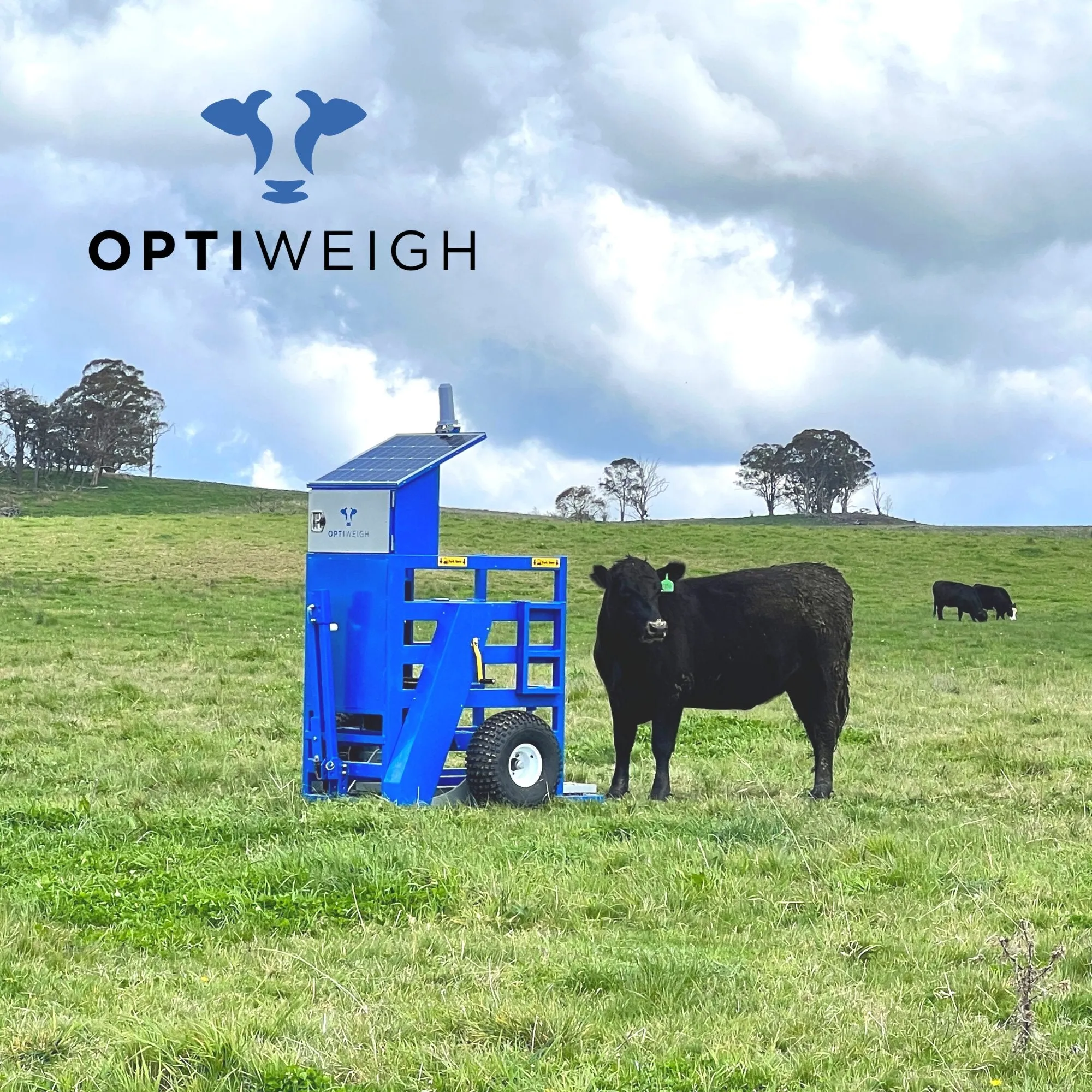 Optiweigh - Cattle